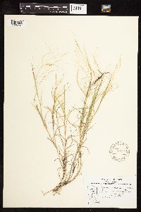 Muhlenbergia asperifolia image