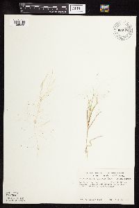 Muhlenbergia asperifolia image