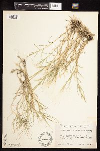 Muhlenbergia asperifolia image