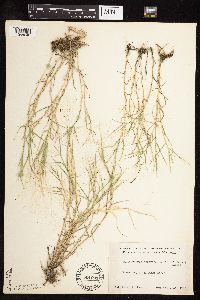 Muhlenbergia asperifolia image