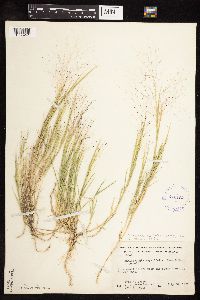 Muhlenbergia asperifolia image