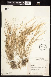 Muhlenbergia asperifolia image