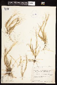 Muhlenbergia asperifolia image