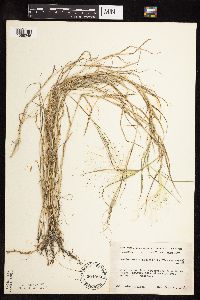 Muhlenbergia asperifolia image