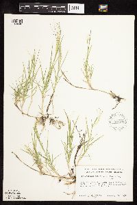 Muhlenbergia asperifolia image