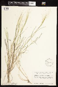 Muhlenbergia asperifolia image