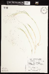 Muhlenbergia asperifolia image