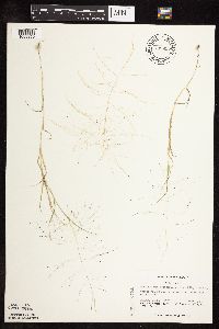 Muhlenbergia asperifolia image