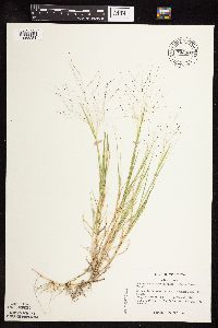 Muhlenbergia asperifolia image