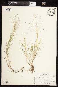 Muhlenbergia asperifolia image