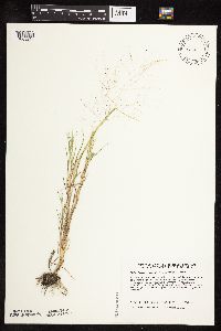 Muhlenbergia asperifolia image
