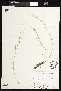 Muhlenbergia asperifolia image