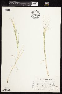 Muhlenbergia asperifolia image
