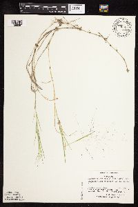 Muhlenbergia asperifolia image