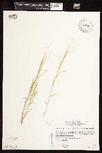 Muhlenbergia asperifolia image