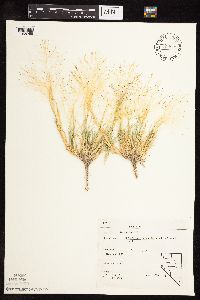 Muhlenbergia asperifolia image