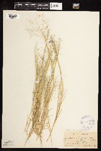 Muhlenbergia asperifolia image