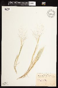 Muhlenbergia asperifolia image