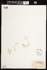 Muhlenbergia asperifolia image