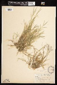 Muhlenbergia asperifolia image