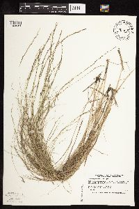 Muhlenbergia cuspidata image