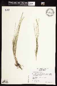 Muhlenbergia cuspidata image