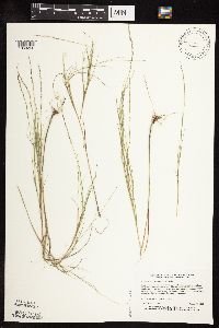 Muhlenbergia cuspidata image