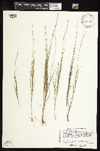 Muhlenbergia cuspidata image