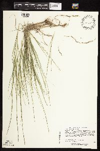 Muhlenbergia cuspidata image