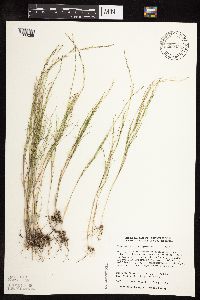 Muhlenbergia cuspidata image