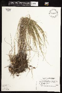 Muhlenbergia cuspidata image