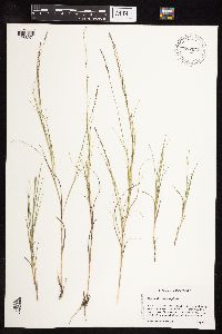 Muhlenbergia cuspidata image