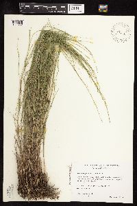 Muhlenbergia cuspidata image