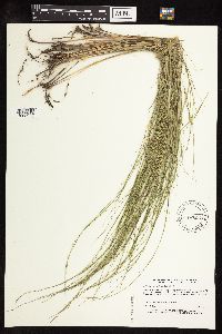 Muhlenbergia cuspidata image