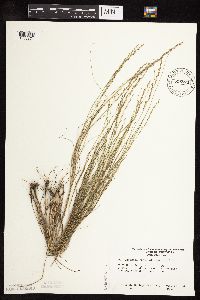 Muhlenbergia cuspidata image