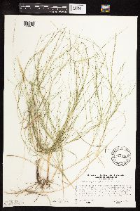 Muhlenbergia cuspidata image