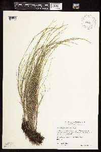 Muhlenbergia cuspidata image