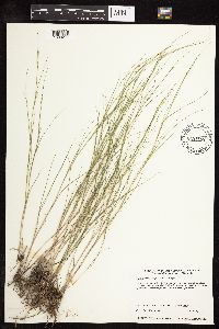 Muhlenbergia cuspidata image
