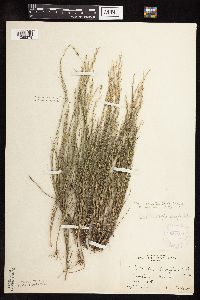 Muhlenbergia cuspidata image