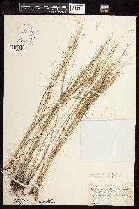 Muhlenbergia cuspidata image