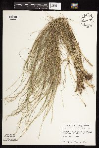 Muhlenbergia cuspidata image
