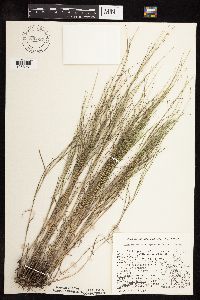 Muhlenbergia cuspidata image