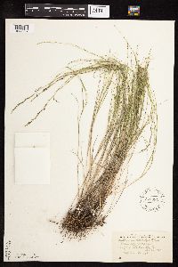 Muhlenbergia cuspidata image