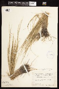 Muhlenbergia cuspidata image