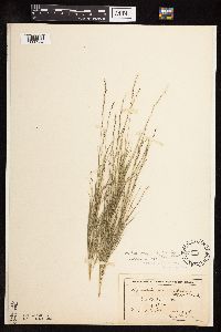 Muhlenbergia cuspidata image