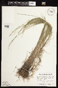 Muhlenbergia cuspidata image