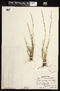 Muhlenbergia cuspidata image