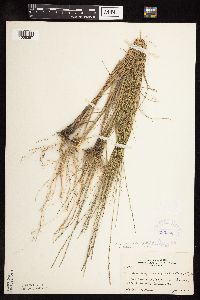 Muhlenbergia cuspidata image