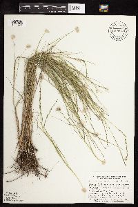 Muhlenbergia cuspidata image