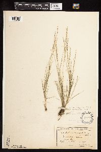 Muhlenbergia cuspidata image